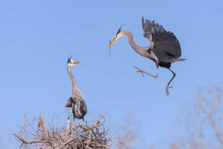 The Great Blue Heron is a large wading bird most commonly found near bodies of water. They can be found year-round in most of the continental United States.の写真素材