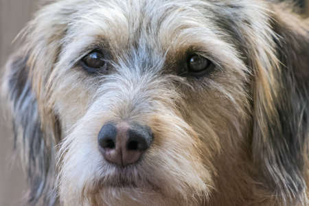 Fuzzy Dog's Face Closeup With Catchlight