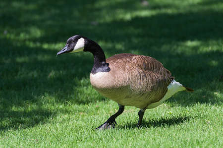 Adult Canada Goose Walking in a Green Field of Grassの写真素材