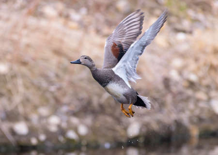 Gadwall Male Duck Lifting Off From a Creek on a Spring Morning.の写真素材