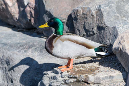 Common Waterfowl in Colorado. Mallard Duck Swimming in Waterの写真素材