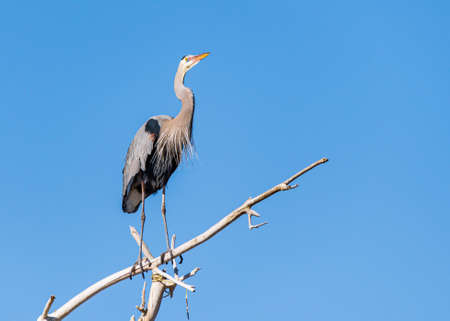 The Great Blue Heron is a large wading bird most commonly found near bodies of water. They can be found year-round in most of the continental United States.の写真素材