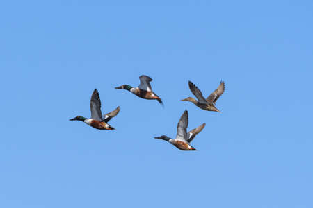 Common Waterfowl in Colorado. Northern Shoveler Ducks flying above water with wings extended.の写真素材