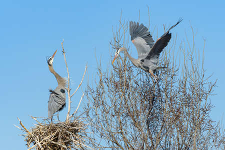 The Great Blue Heron is a large wading bird most commonly found near bodies of water. They can be found year-round in most of the continental United States.の写真素材