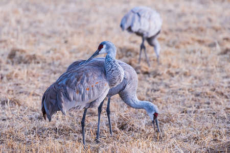 Sandhill Cranes during the Spring migration in Monte Vista, Colorado.の写真素材