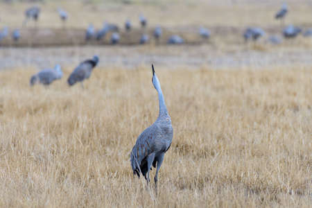 Sandhill Cranes during the Spring migration in Monte Vista, Colorado.の写真素材