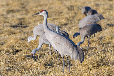 Sandhill Cranes during the Spring migration in Monte Vista, Colorado.の写真素材