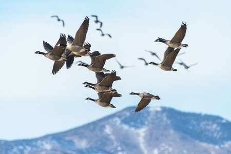 Migratory birds of Colorado. Canada Geese flying in the Rocky Mountains of Colorado.の写真素材