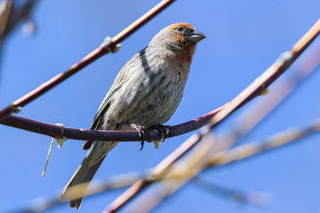 Common Wildlife of Colorado. The House Finch.