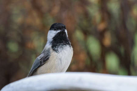Common Wildlife of Colorado. The Black-capped Chickadee.の写真素材