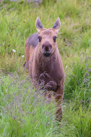 Colorado Moose Living in the Wildの写真素材