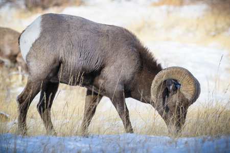 Wild Bighorn Sheep in the Rocky Mountains of Colorado.の写真素材