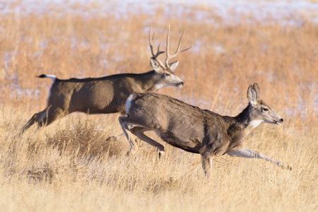 Mule deer buck and doe during auktumn mating season. Wildlife of Colorado. Wild Deer in Their Natural Environment in Colorado.の写真素材