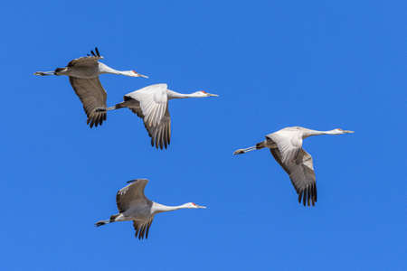 Sandhill Cranes during the Spring migration in Monte Vista, Colorado.の写真素材