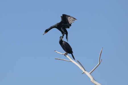 Double-crested Cormorant flying with spread wings in a clear blue sky.
