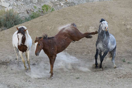 Colorado Wild Mustang Horses At Sandwash Basinの写真素材