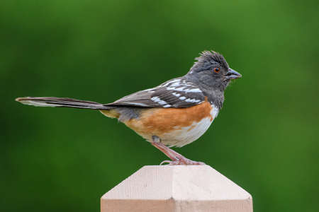 Spotted Towhee on a fence post.の写真素材