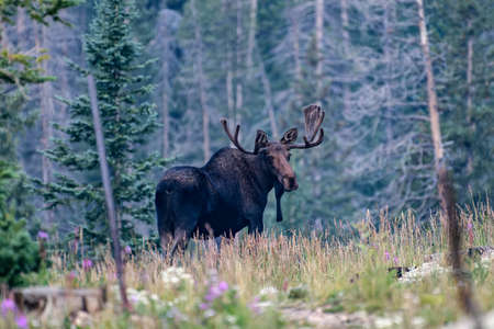 Colorado Moose Living in the Wild Rocky Mountainsの写真素材