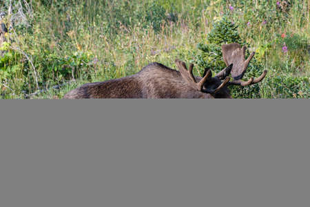 Colorado Moose Living in the Wild Rocky Mountainsの写真素材