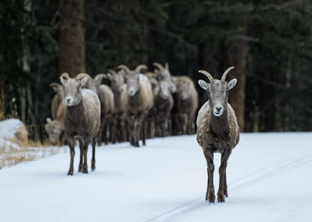 Wild Bighorn Sheep in the Rocky Mountains of Colorado.の写真素材