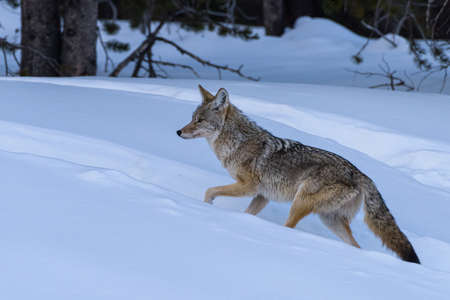 Wild Coyote hunting in the deep snow of Yellowstone National Park.の写真素材