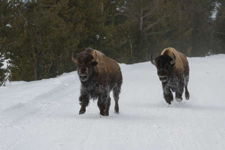 Yellowstone National Park. Herd of Bison in the snow.の写真素材