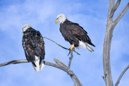 Wildlife of Colorado. Mating pair of bald eagles in a tree with a blue sky background.の写真素材