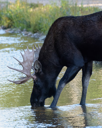 Colorado wildlife. Bull Moose in a stream in Northern Colorado.の写真素材