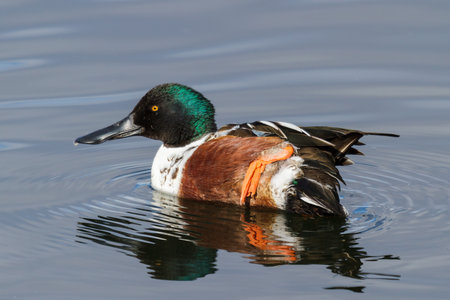 Common Waterfowl of Colorado. Northern Shoveler swimming in a calm lake.の写真素材