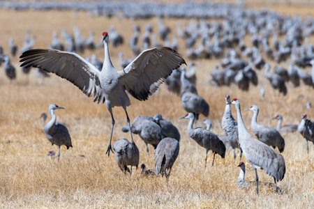 Sandhill Cranes during the Spring migration in Monte Vista, Colorado.の写真素材