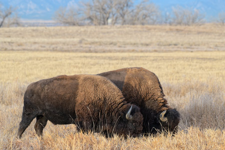 North American Mammals. American Bison on the high plains of Colorado.の写真素材