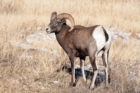 Wild Bighorn Sheep Ram in the Rocky Mountains of Colorado.の写真素材