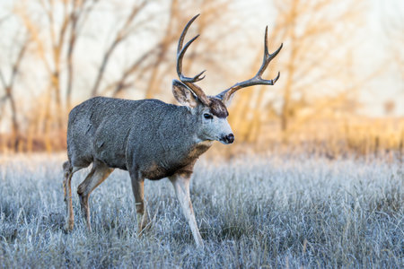Wildlife of Colorado. Wild Deer in Their Natural Environment in Colorado. Mule deer buck in a grass field at sunrise.の写真素材
