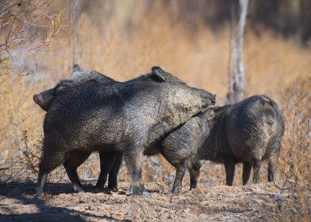 Javelina (Tayassu tajacu) also known as collared peccary, are medium-sized animals that look similar...