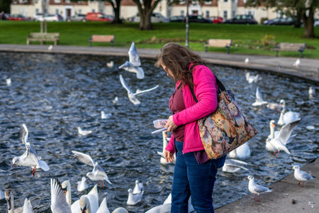 01/28/2020 Portsmouth, Hampshire, UK A middle aged woman feeding birds at a duck pond in the parkのeditorial素材