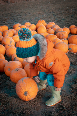 07/01/2020 Portsmouth, Hampshire, UK a small boy in winter clothing picking pumpkins in a pumpkin fieldのeditorial素材