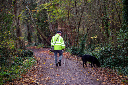 11/25/2020 Portsmouth, Hampshire, UK A man walking his dog through a forest track or woodlandのeditorial素材