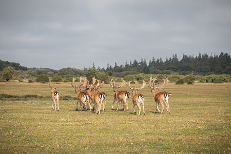 A herd of fallow deer roaming free in the New Forest, Hampshire, UKの写真素材