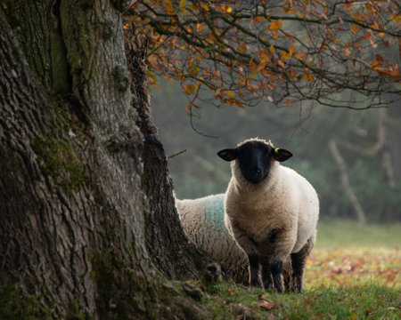 A black faced sheep standing under a tree with autumn or fall leavesの写真素材