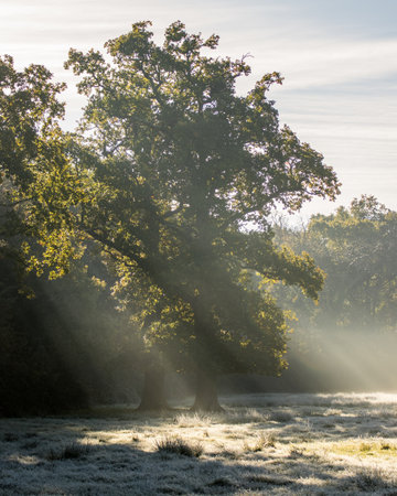 Sunlight shining through the trees onto a frosty meadow on a winters morningの写真素材