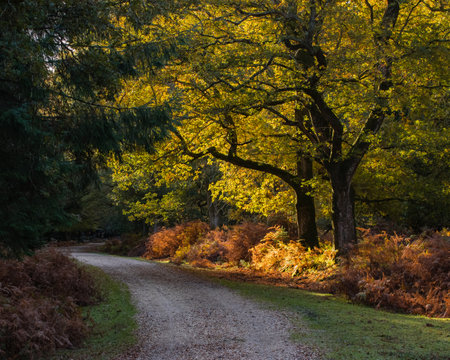 a country track in autumn or fallの写真素材