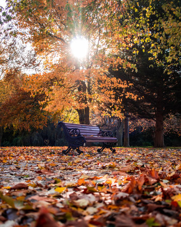 A single wooden park bench in a park during autumn