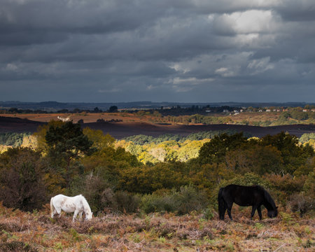 two new forest ponies standing in the fern with storm clouds overheadの写真素材