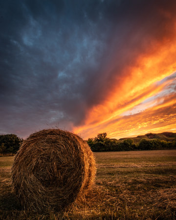 hay bales in a field at sunsetの写真素材
