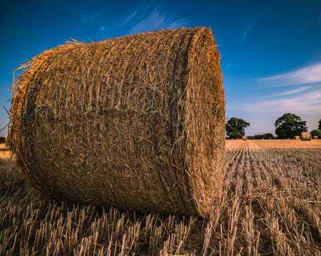 round hay bales after harvesting in a fieldの写真素材
