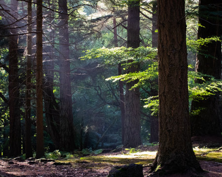 sunlight shining through trees in a forest onto the forest floorの写真素材