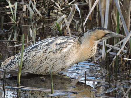 A bittern Bird wading through reedsの写真素材