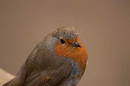 A close up of a european robin red breast