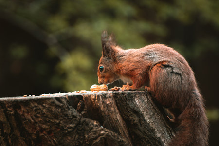 a wild red squirrel on a tree stump feeding on nutsの写真素材
