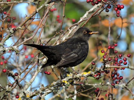 A Blackbird perched on a a bush with red berriesの写真素材